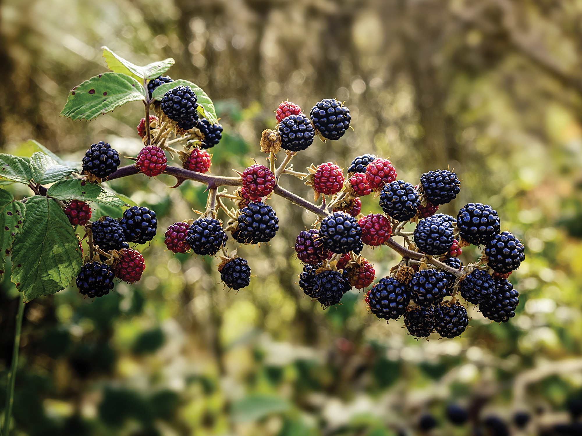 foraging-for-food-what-can-you-find-in-the-hedgerows-smoothie-school